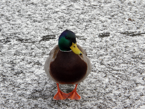 Mallard duck