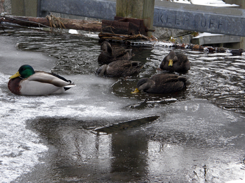 ducks on ice