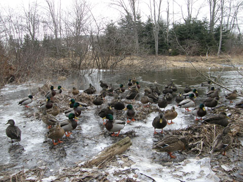 Flock Of Ducks