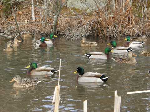 Drake Mallards