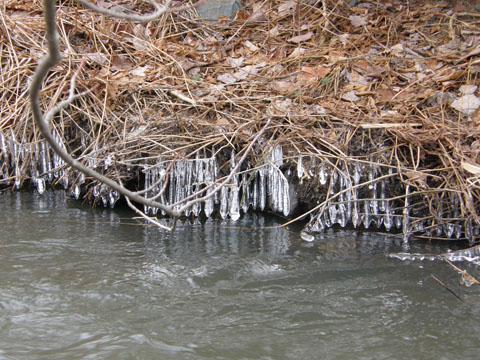 Ice Sculptures