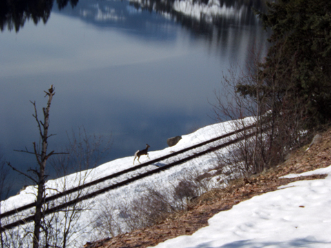 Caching With The Kids In Castlegar