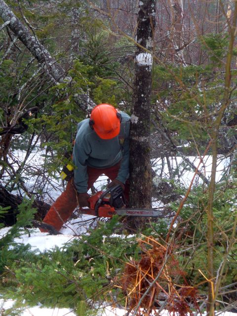 Cutting a notch with a chainsaw