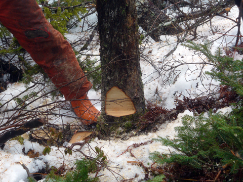 A notch in a tree