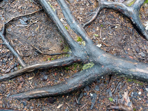 tree roots of life