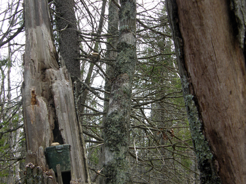 Geocaching Jive At Juniper Lake