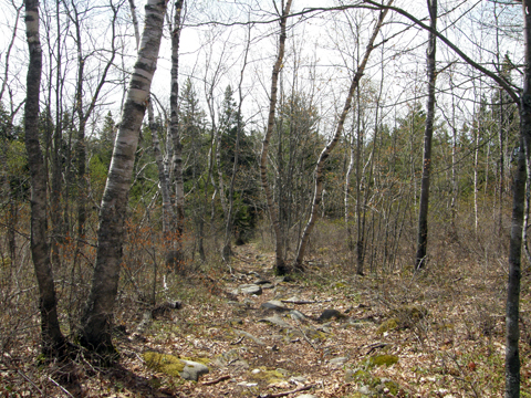 Geocaching Jive At Juniper Lake