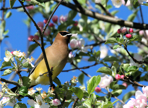 Cedar Waxwing