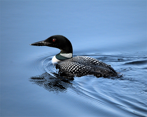 Common Loon