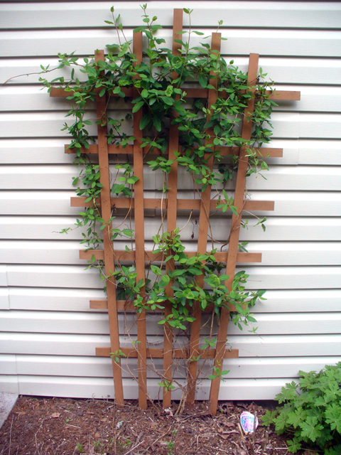 Wooden trellis