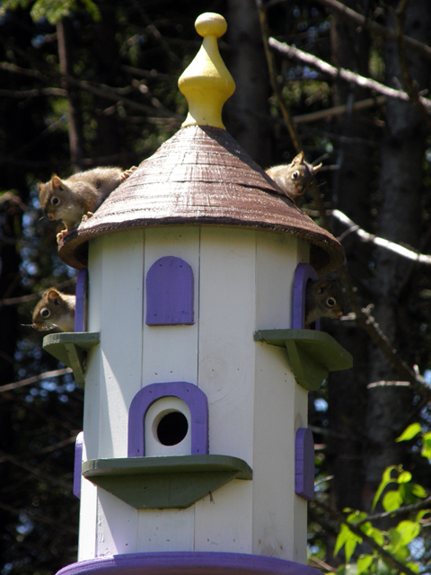 And I Thought It Was A Birdhouse!