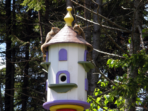 And I Thought It Was A Birdhouse!