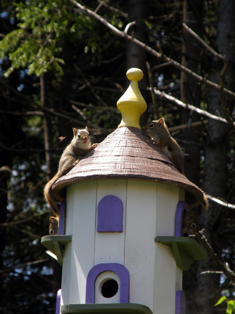 And I Thought It Was A Birdhouse!