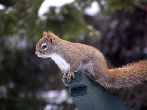 A Happy Squirrel