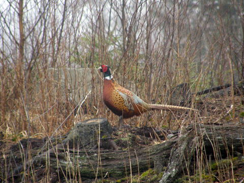 A Pheasant In The Woods