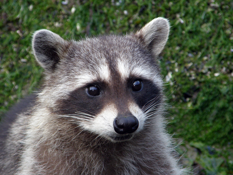 An Inquiring Racoon