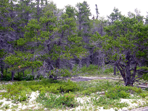 Cape Breton Highlands Geocaching