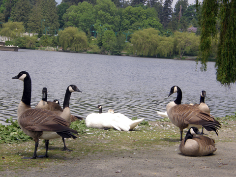 A Bit Of Geocaching In Stanley Park