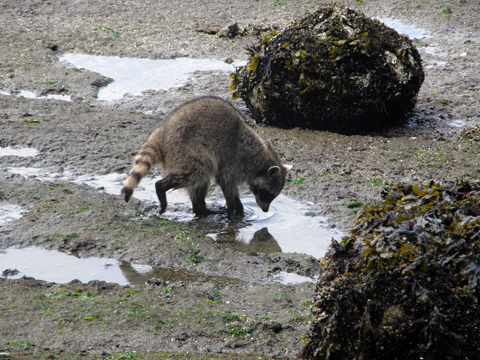 A Bit Of Geocaching In Stanley Park