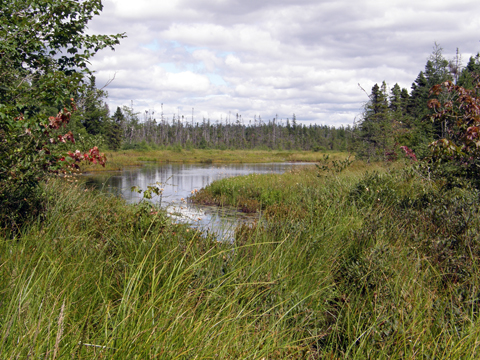 Geocaching The Shearwater Flyer Trail