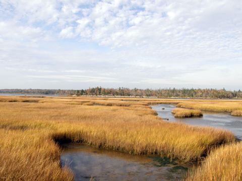 The Salt Marsh Trail The Salt Marsh Trail