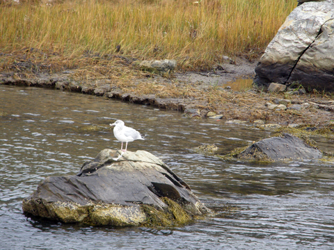 The Salt Marsh Trail