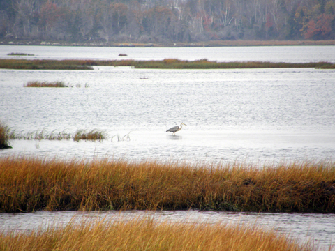 The Salt Marsh Trail