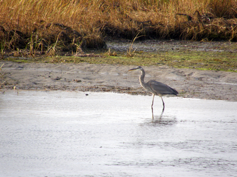 The Salt Marsh Trail