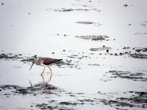 The Salt Marsh Trail