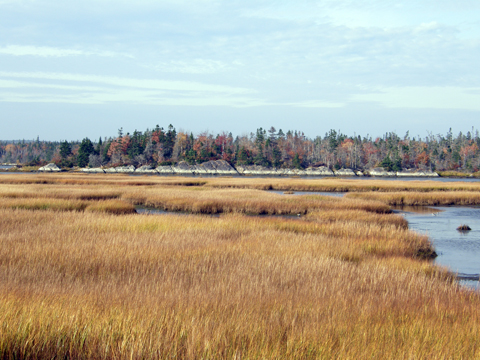 The Salt Marsh Trail