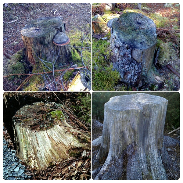 tree stumps