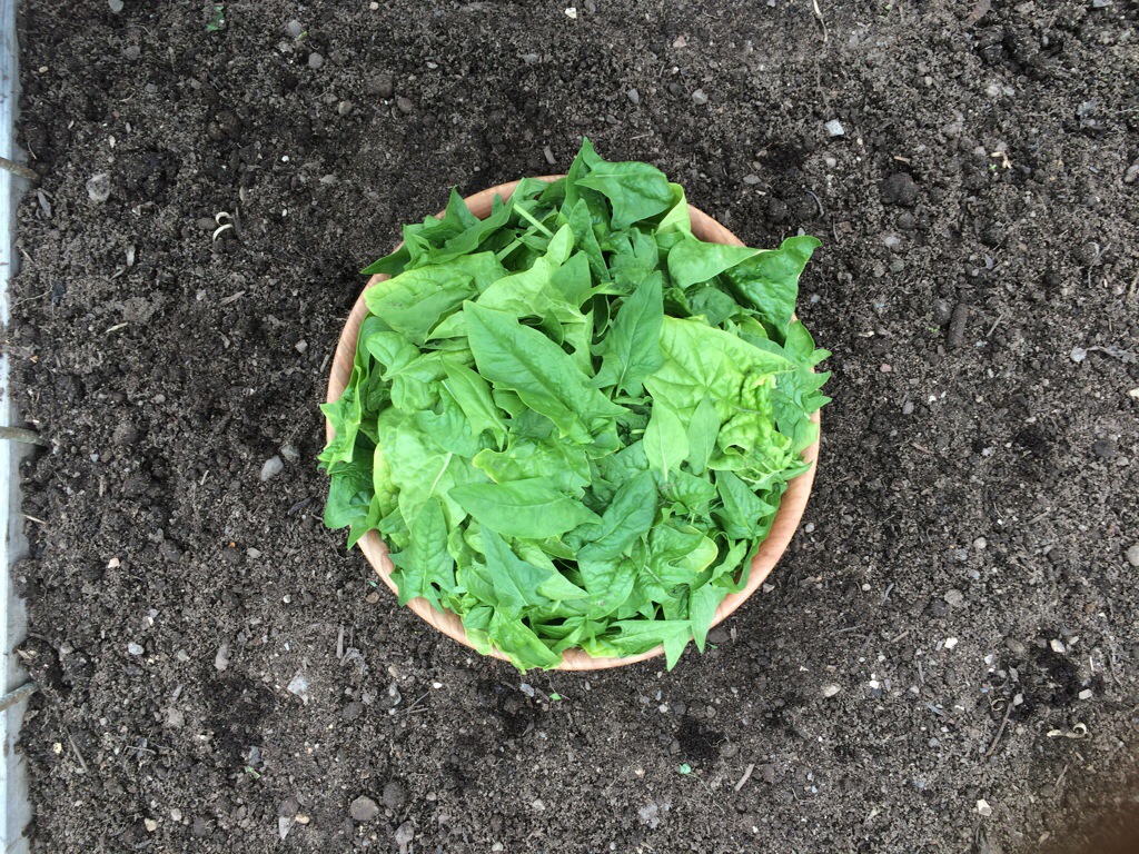 our winter spinach