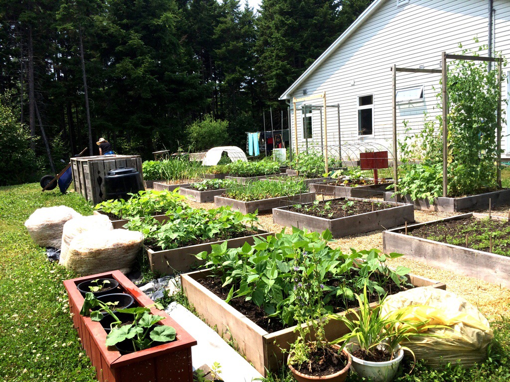 growing your own food