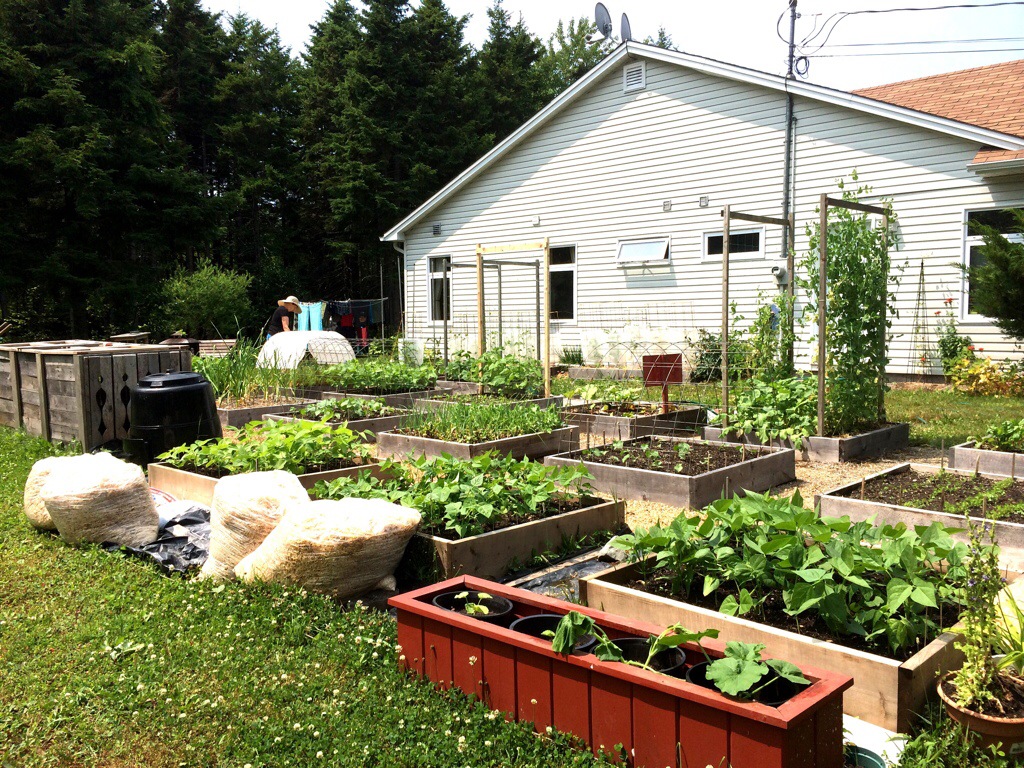 growing vegetables home garden