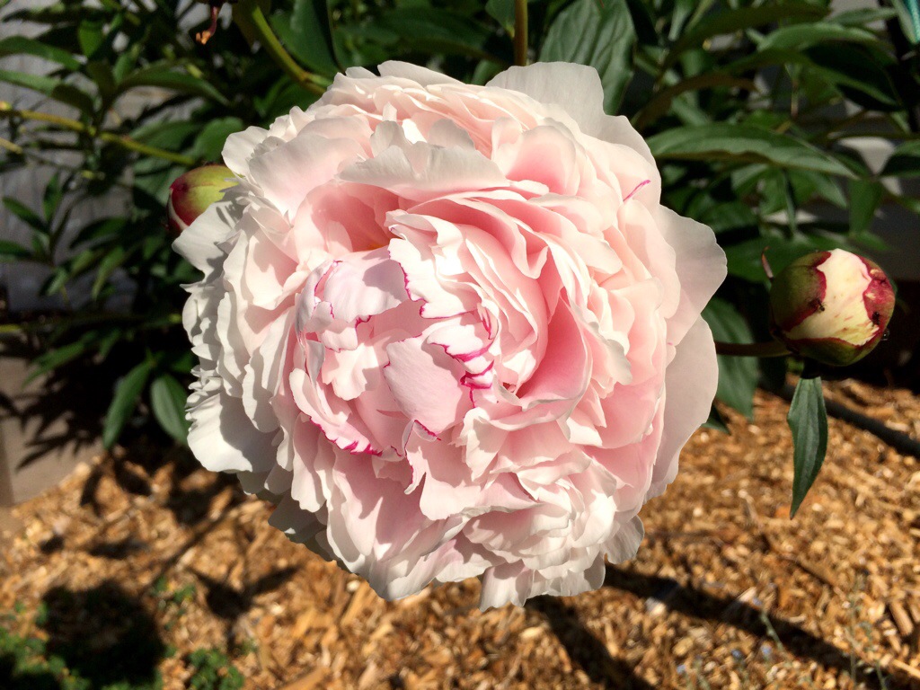 big beautiful peonies