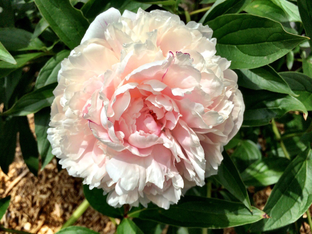 beautiful peonies flowering