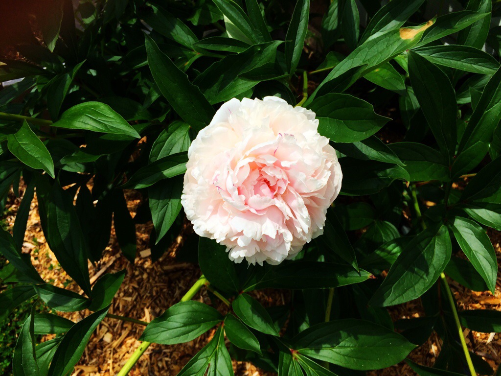 Peony Pride