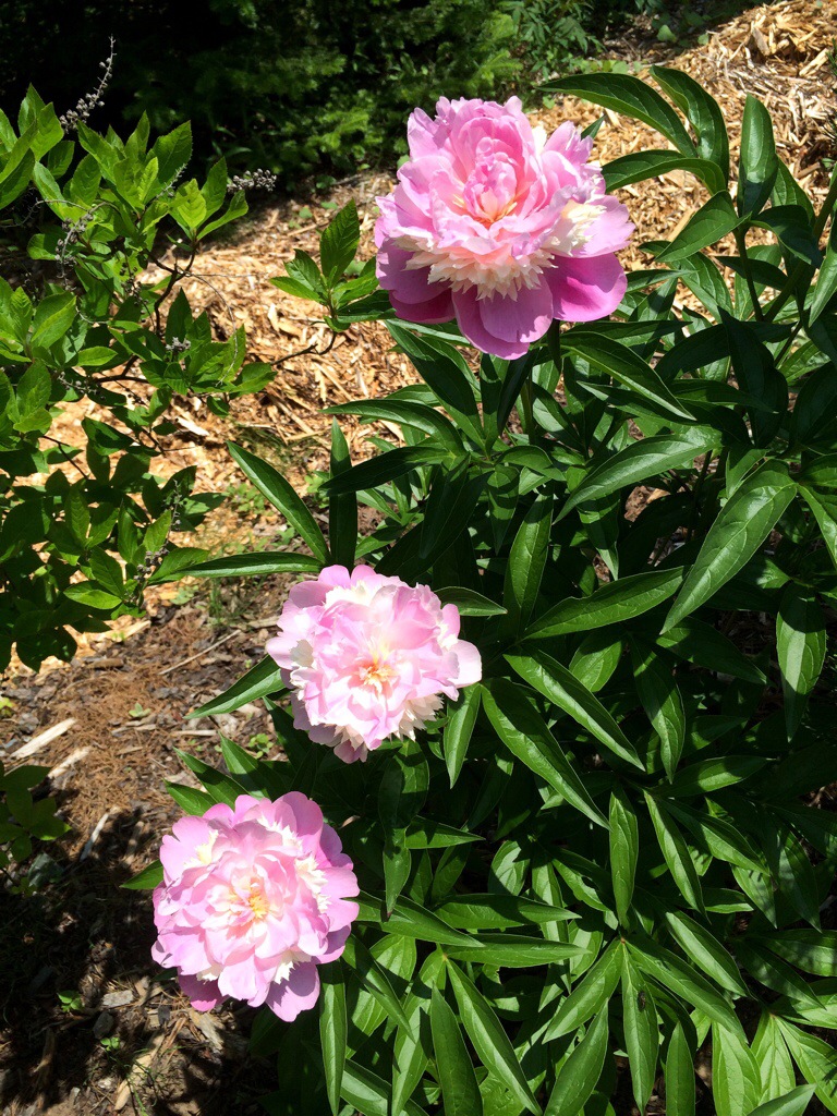 peony garden