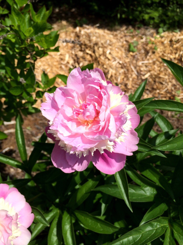 white peonies