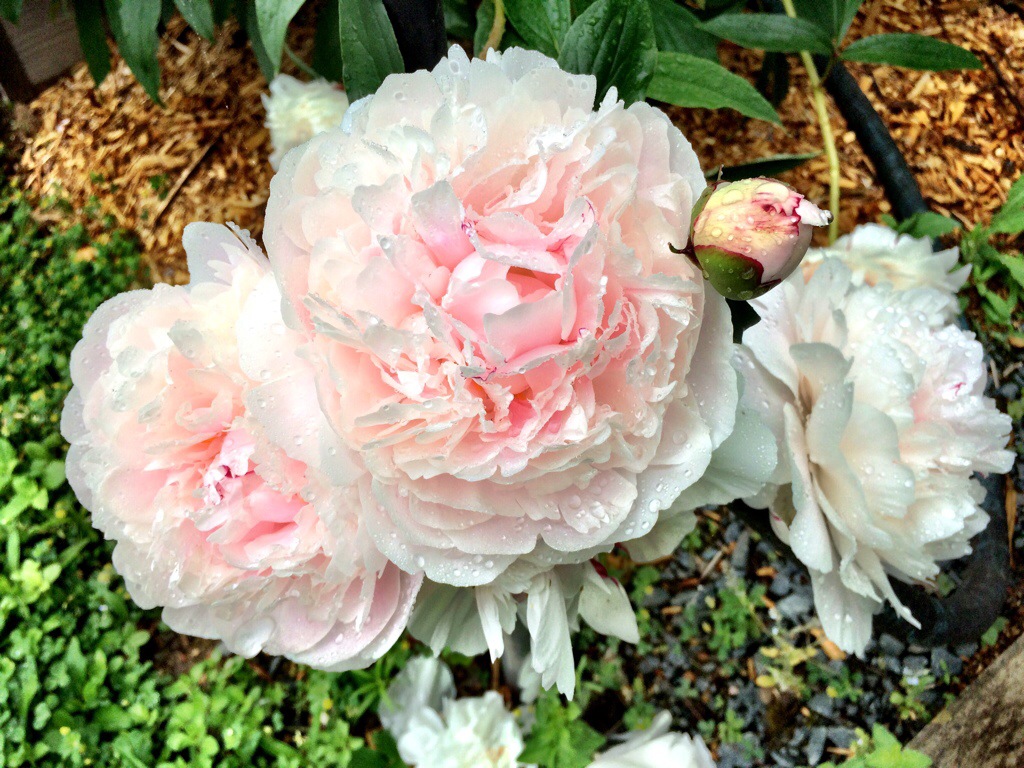 our garden peonies