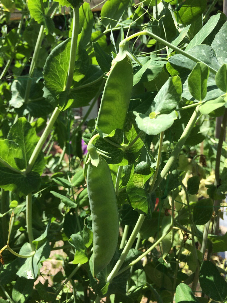 fresh garden peas