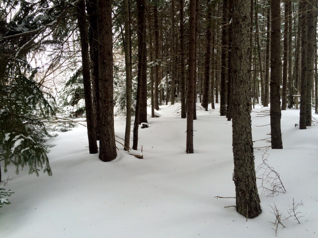 snowshoeing and hiking