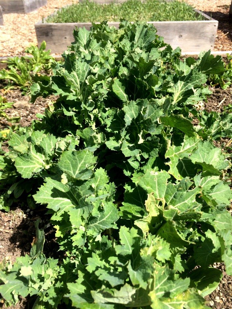 winter kale