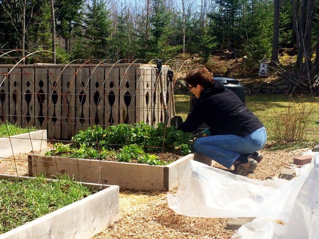 gardening kale