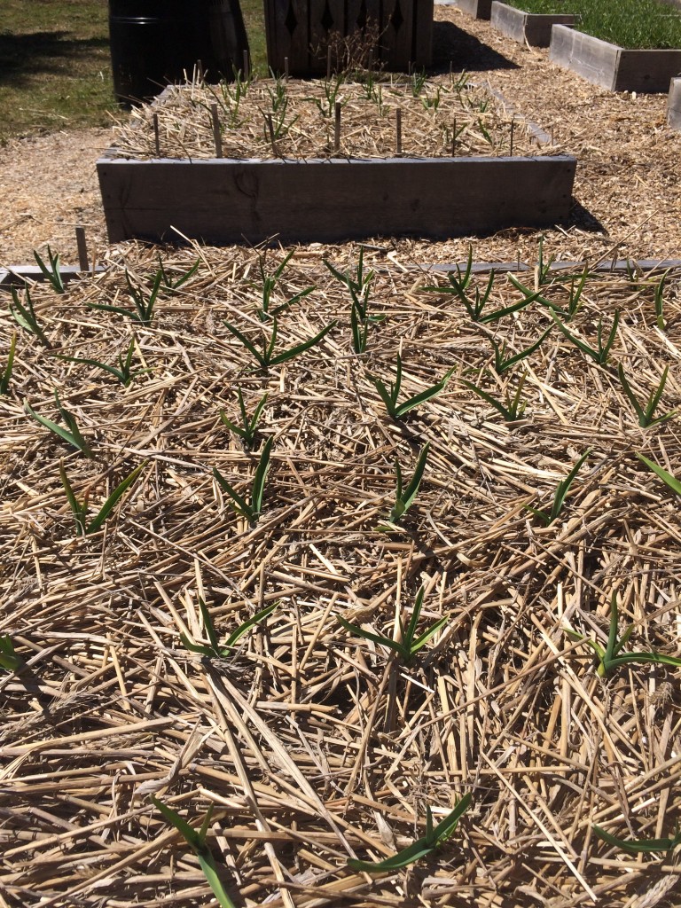 garlic sprouts