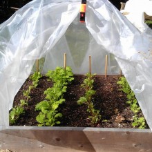 Our Fall Plantings Love The Hoop Houses! BVVWfmaIAAABlwv