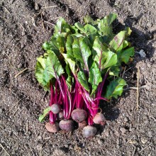 Beet It! Just Beet It! Happy Thanksgiving! BWjHhTrIUAAcdIR