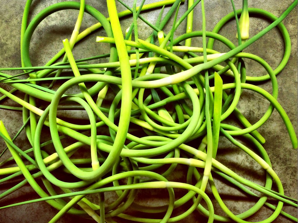 Garlic Scapes! IMG_0962.JPG