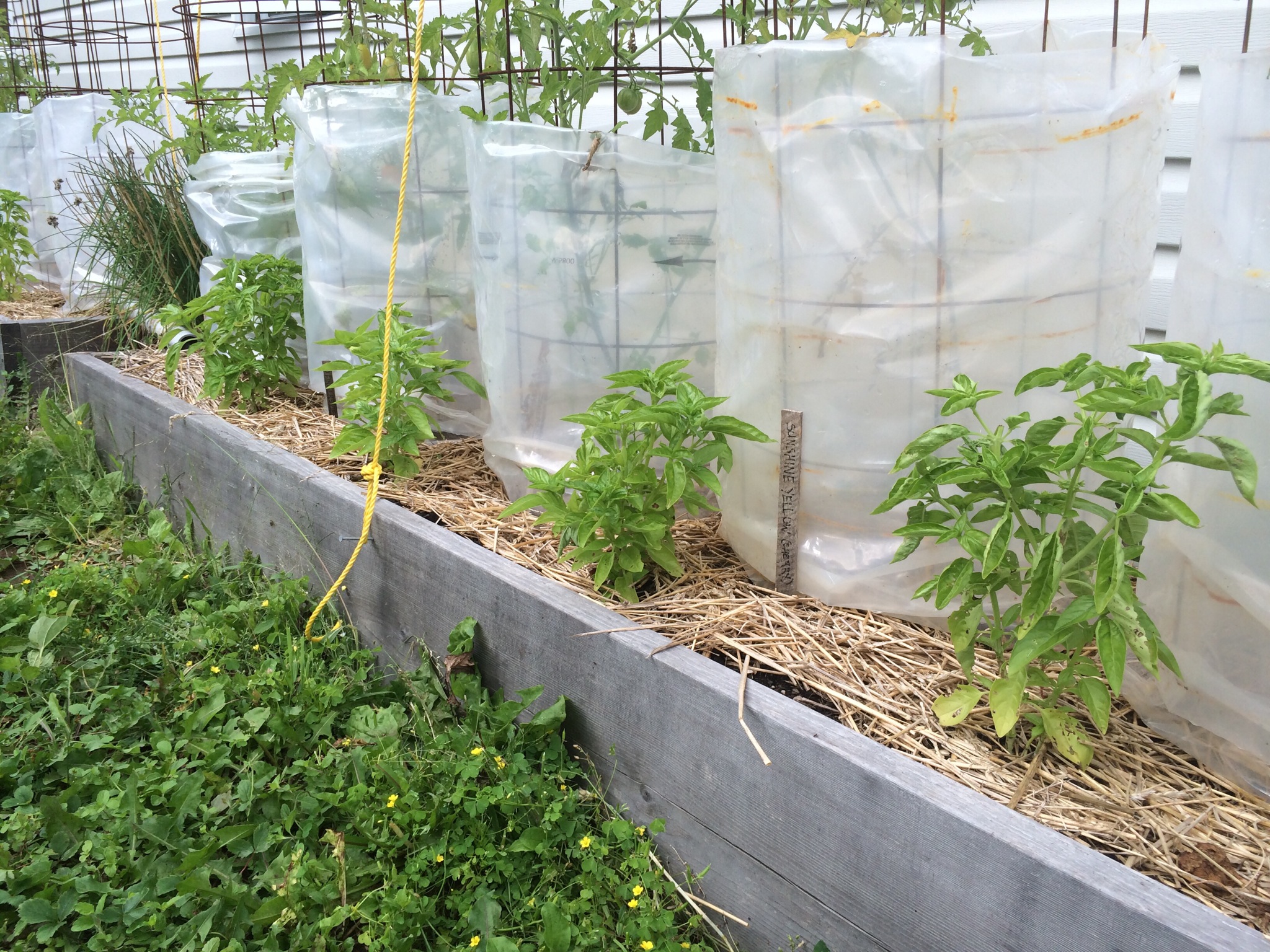 basil plants