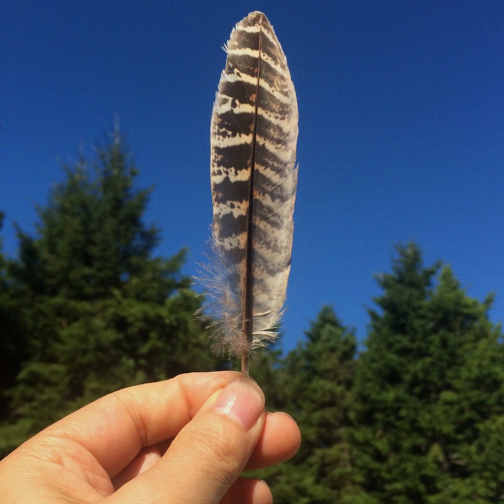 Feather From The Sky